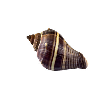 Beautiful sea shell,turbinella angulata, isolated on white background For posters, sites, business cards, postcards, interior design, labels and stickers.