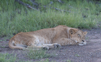 Lioness sleeping on rock, facing right, in green grass, Masai Mara, Kenya, Africa