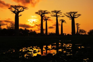 Afwasbaar Fotobehang Baobab Mooie Baobab-bomen bij zonsondergang aan de laan van de baobabs in Madagascar