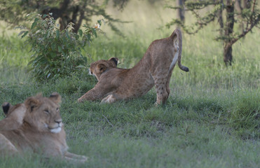 Lioness having a big stretch after sleeping in the sun, with lion in forefront and sitting in green grass. Masai Mara, Kenya, Africa