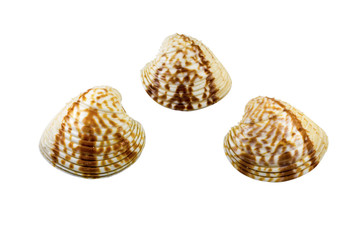 Beautiful sea shell,Chione paphia, isolated on white background For posters, sites, business cards, postcards, interior design, labels and stickers.