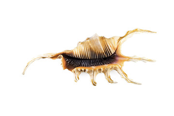 Beautiful sea shell,Lambis chiragra, isolated on white background For posters, sites, business cards, postcards, interior design, labels and stickers.