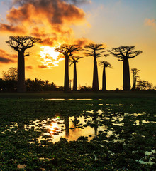 Fototapeta na wymiar Beautiful Baobab trees at sunset at the avenue of the baobabs in Madagascar