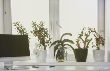 фрагмент рабочего стола с монитором и клавиатурой на фоне окна с домашними растениями