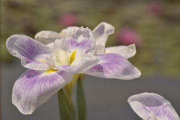 五月晴という名の花菖蒲