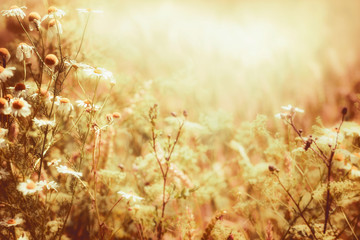 Sunny daisies flowers and sunbeam.  Late summer country landscape, outdoor nature
