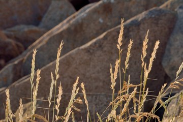 Obraz premium Herbier de la côte bretonne 