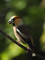 Hawfinch siting on a branch