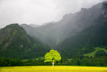 Lonely tree in sunlight. Alps in the fog. - 163622540
