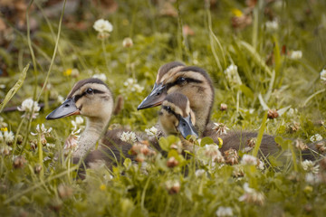 sweet little ducklings