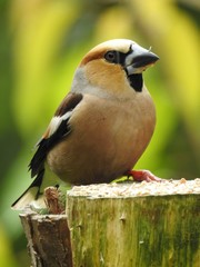 Beautiful male hawfinch
