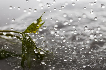 Green leaf and falling water drops.