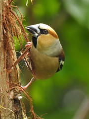 Male Hawfinch