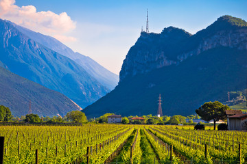Vineyards and Alpine landscape in Arco - obrazy, fototapety, plakaty