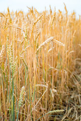 A field of Rye close up