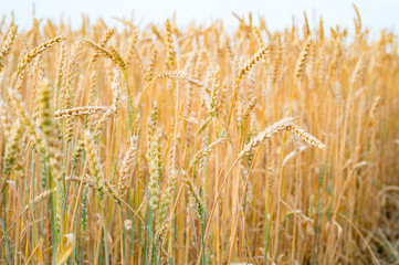 A field of golden Rye close up