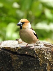 Beautiful male hawfinch