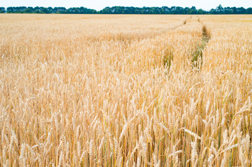 Landscape of golden rye field