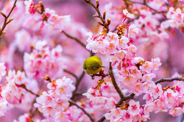 The Japanese White-eye and cherry blossoms. Located in Tokyo Prefecture Japan.