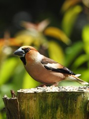 Beautiful male hawfinch
