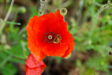 Red poppy with a bee