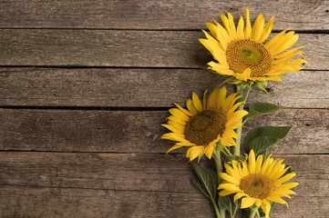 Sunflowers on the old wooden background. Space for text.