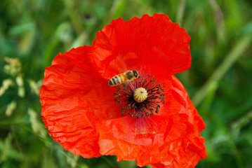 A red poppy in the meadow with a bee