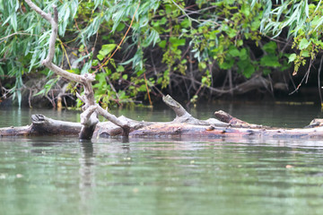 Driftwood log snag stuck in shallow water of the river on a background wild green grapes