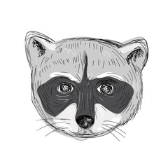 Raccoon Head Front Drawing