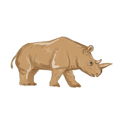 Northern White Rhinoceros Side Drawing