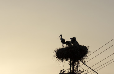 Stork silhouette on a sunset background