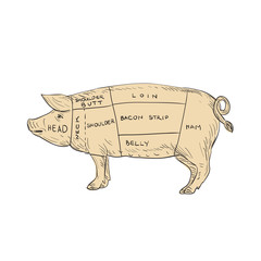 Vintage Pork Meat Cut Map Drawing