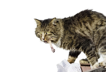 Food for animals. The cat took the chicken bone. Predator, hunter cat.