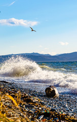 Beautiful seascape. Turquoise sea against the blue sky, green grass, seagulls, freedom, wild beach