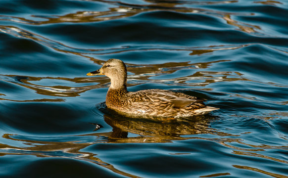 Duck on the water. Beautiful water.