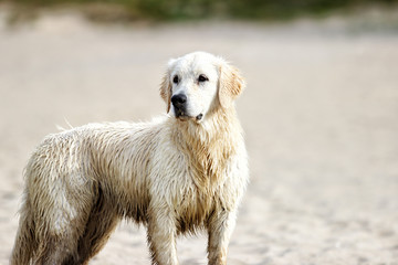 wet and dirty dog playing outdoors