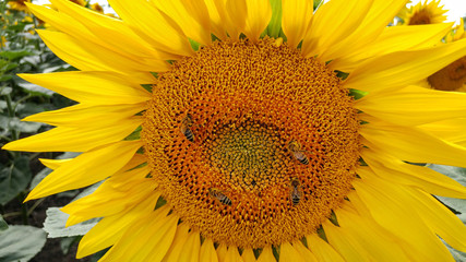 Beautiful sunflowers closeup with bees