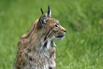 Lynx
