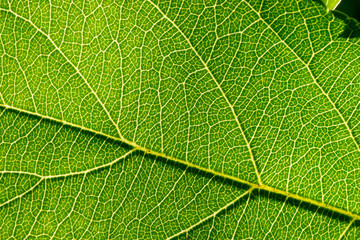 Фото текстура зеленого листа на солнце