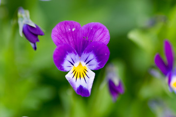 фиолетовый цветок анютины глазки