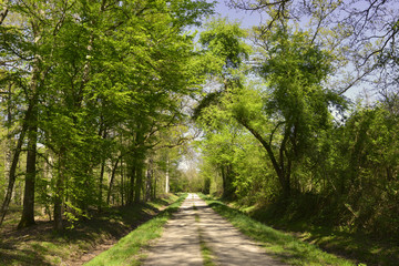 Chemin dans l'environnement verdoyant de la forêt de Roissy-en-Brie (77680), département de Seine-et-Marne en région Île-de-France, France