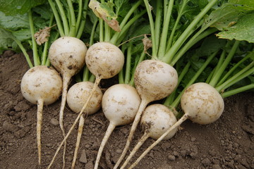 採れたてのカブ