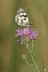 ein Schachbrettschmetterling auf einer Blüte
