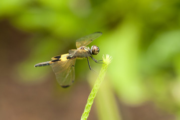 Yellow-barred Flutterer (Rhyothemis phyllis) dragonfly