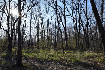 весна в лесу