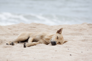 Brown dog sleeping on the sand beach.