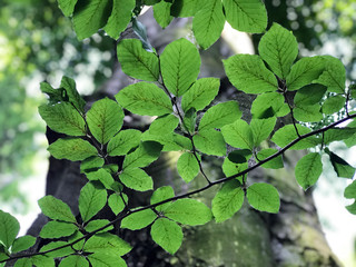 Obraz premium close up of dense, green wetland foliage In Southwest Poland