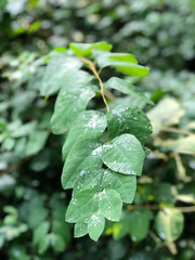 close up of dense, green wetland foliage In Southwest Poland