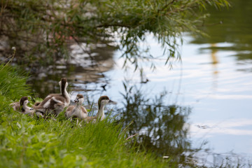 Ducklings in the grass on the beach