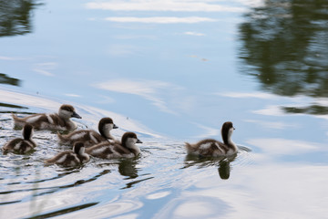 Ducklings on the water